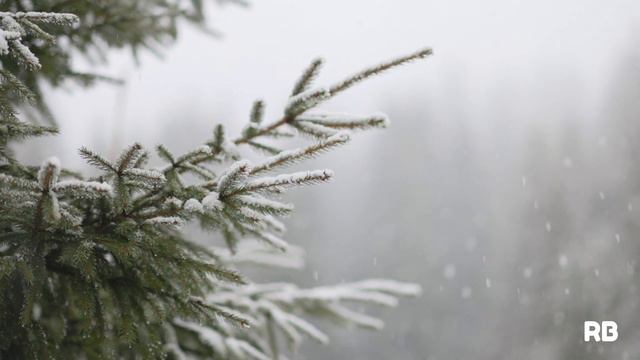 WINTER LO-FI MOOD | Beautiful snowfall in the deep pine forest under warm lo-fi music tracklist смотреть онлайн