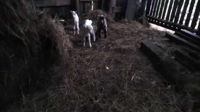 козлята ламанча смотреть онлайн