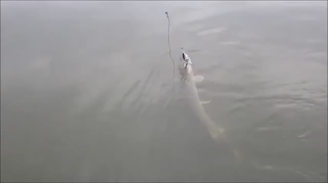 Амурская щука смотреть онлайн