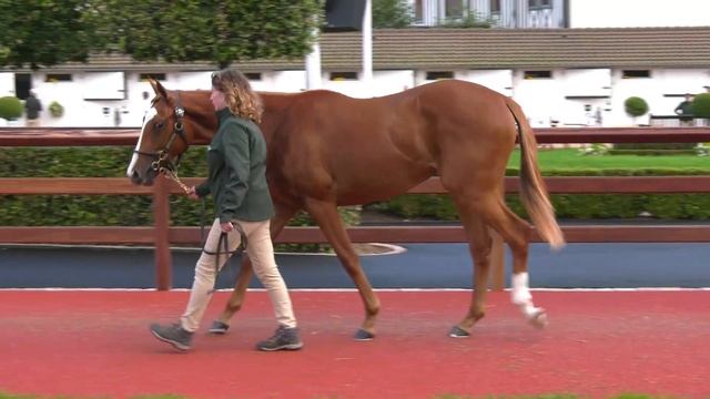 2023 August Yearling Sale - Lot 73 f. N(SOTTSASS x SKETCHES OF SPAIN) смотреть онлайн