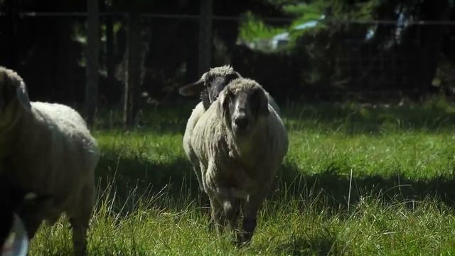 Три немки своей весёлой песенкой докажут вам, что немецкий язык не такой уж и грубый.mp4