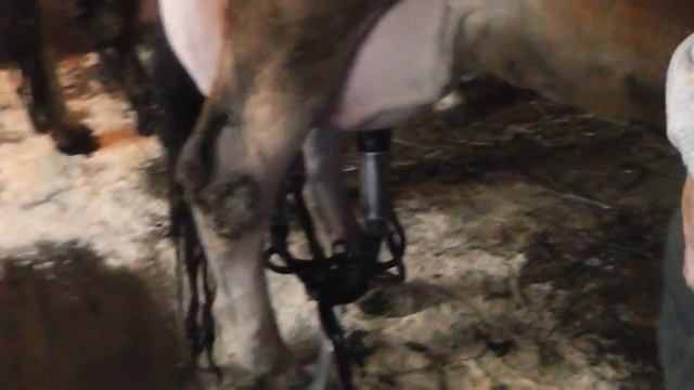 Видео отзыв по Работе доильный аппарат MelastyP смотреть онлайн