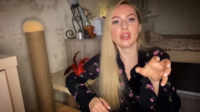 Шотландская вислоухая кошка.характер, особенности породы смотреть онлайн