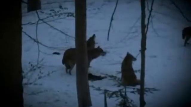 Одежда Outfox Реклама RUS смотреть онлайн