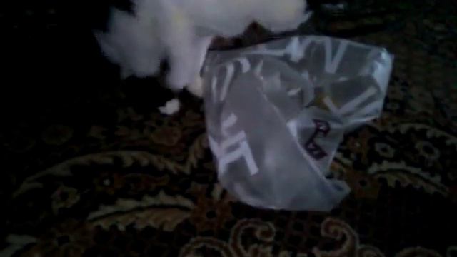 Чем любят заниматься Кошки? Смешные Коты. смотреть онлайн