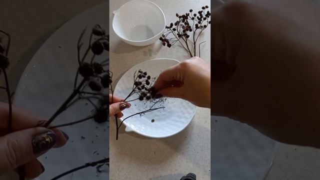 Как собрать и очистить семена пижмы / How to clean tansy seeds #пижма #tansy смотреть онлайн