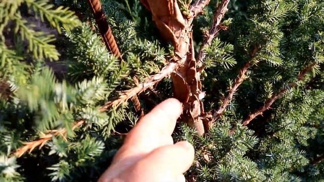 КАК ВЫГЛЯДИТ МОЖЖЕВЕЛЬНИК "БЛЮ АЛЬПС" В РАЗНОМ ВОЗРАСТЕ. 1.10.2023г. БЕЛАРУСЬ, ГОМЕЛЬСКАЯ ОБЛАСТЬ смотреть онлайн