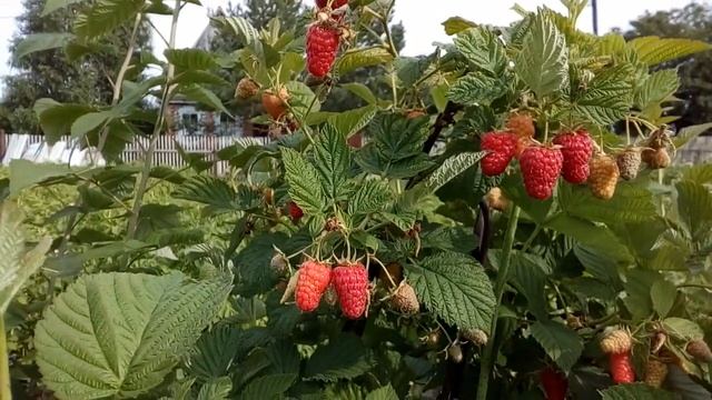 "Соколица" - сладкий, крупноплодный летний сорт малины. смотреть онлайн