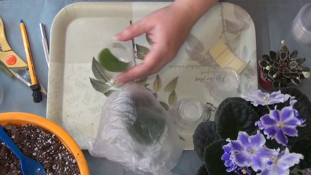 Как укоренить лист фиалки.How To Grow African Violets From A Leaf