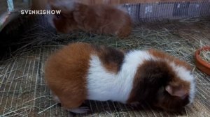 ИДЕАЛЬНЫЙ ПИТОМЕЦ – МОРСКАЯ СВИНКА. Плюсы Морских Свинок. SvinkiShow