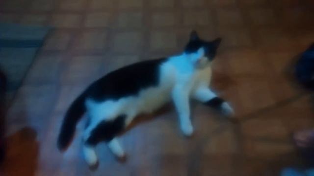 Кот носится по квартире смотреть онлайн