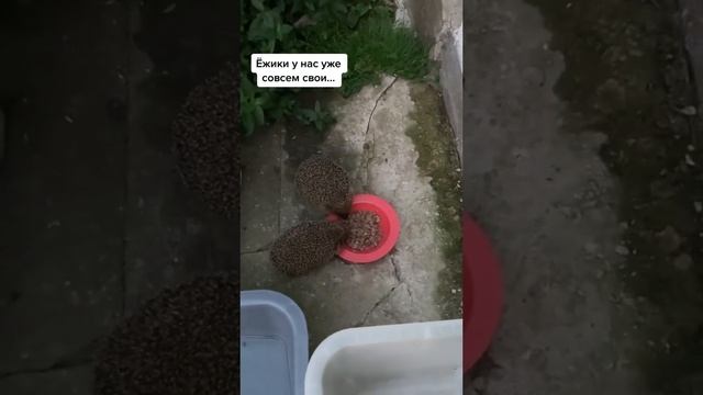 Домашние ёжики #деревенскаяжизнь #собаки #ёжики #семья #дом #dog смотреть онлайн
