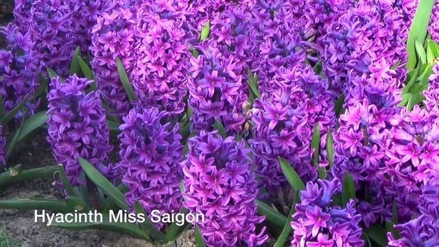 Hyacinth Miss Saigon - Hyacinth Bulbs From Holland