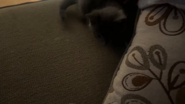 Бусинка сбежала… в 3:00 ночи по всему дому! #натальяфальконе #сша смотреть онлайн