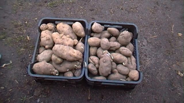 Картошка Белый лебедь( семена) смотреть онлайн