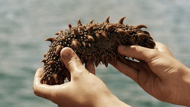 Пограничники поймали во Владивостоке браконьеров с сушеным трепангом смотреть онлайн