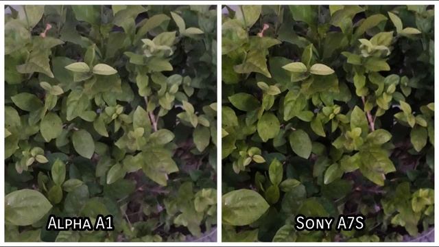 Sony Alpha A1 Vs Sony A7S III Camera Test