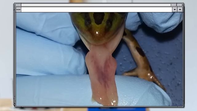 Почему Змеи Постоянно Выходят из Лягушки Целиком? смотреть онлайн