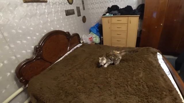 Как далеко прыгает кошка? Прыжки Кошки. Кошка Научилась 360 смотреть онлайн