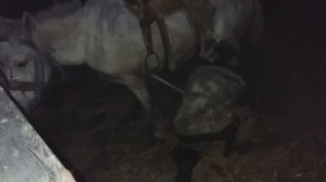 Охота верхом на коне  Осень 2020 год