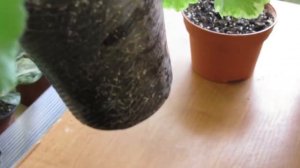 КАК ПОДОБРАТЬ ГОРШОК ДЛЯ ГЕРАНИ  ПЕЛАРГОНИИ  Оптимальный размер