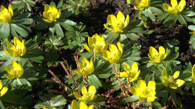 Winterling (Eranthis Hyemalis)