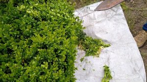 САМШИТ в ландшафтном дизайне.Стрижка изгороди из самшита и стрижка в форме шара.