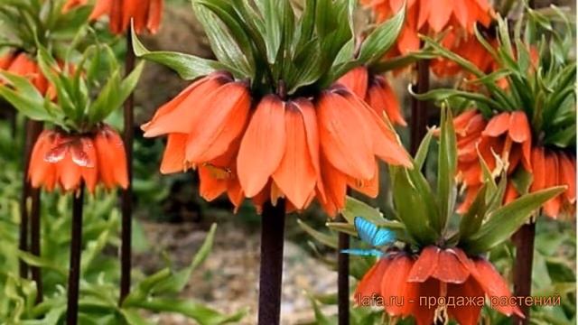 Рябчик обыкновенный Рубра (ryabchik-imperatorskiy-rubra) ? обзор: как сажать, луковицы рябчики Рубр смотреть онлайн