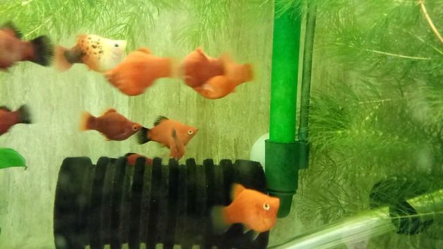 Кривой ли позвоночник у дисковой пецилии?! смотреть онлайн