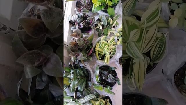 Стоят, укореняются 😍 #цветы #фиалка #flovers #любимоехобби #традесканция #весна