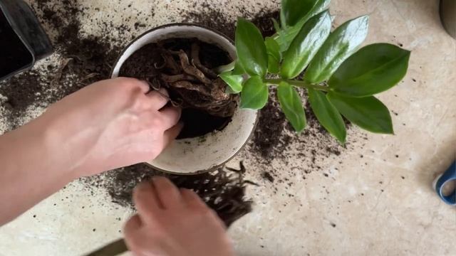 Замиокулькас 2022 | Желтеет лист замиокулькаса | Долларовое дерево смотреть онлайн