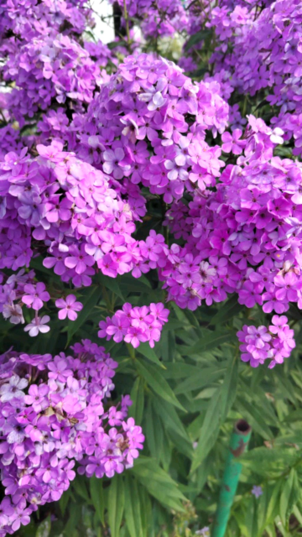 Юля в эфире