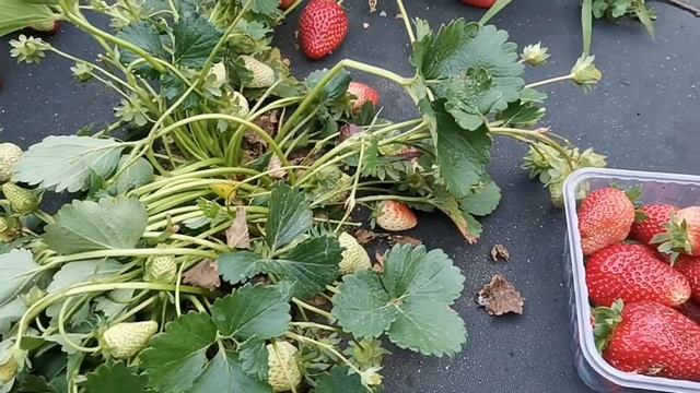 / КЛУБНИКА КРАПО 10, супер урожай, взвешиваем ягоду с первой волны! / смотреть онлайн