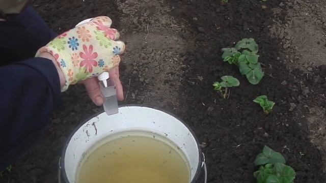 Клубники будет в 5 РАЗ БОЛЬШЕ если сделать это весной. Что делаем в ПЕРВУЮ ОЧЕРЕДЬ. смотреть онлайн