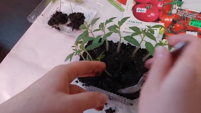 Пикировка томатов смотреть онлайн