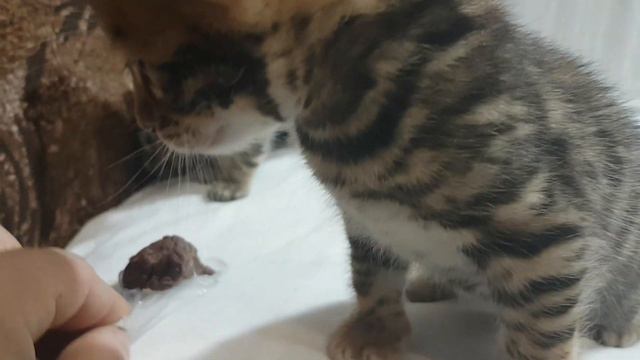 Котята впервые пробуют говядину #5 смотреть онлайн