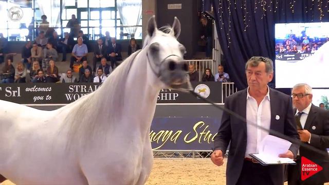 N.91 ZAIN AL DEAN - SEWC 2018 - Senior Stallions (Class 5B) смотреть онлайн