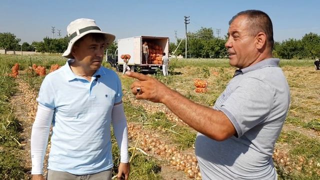 Пиёздан гектарига 150 тонна 3-қисм Репчатый лук 150 тонна с 1 Га смотреть онлайн