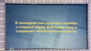 Своя игра. Карлинский - Чернявский - Овчинников (01.12.2013)