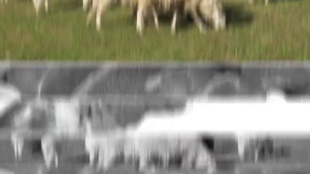 Доставка парного мяса баранины на дом смотреть онлайн