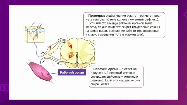 Биология. 7 класс. Рефлекторная дуга: рецептор, чувствительные, вставочные /23.02.2021/ смотреть онлайн