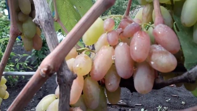 Мой виноград . Сорт - ЮЛИАН . смотреть онлайн