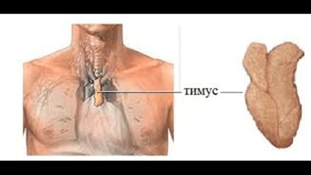 Тимус железа жизни - регенерация смотреть онлайн