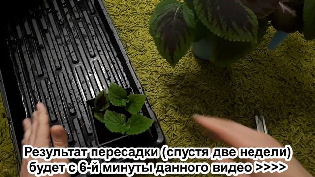 Колеус. Спорт у колеуса. Эксперимент. Как распознать и что дальше делать