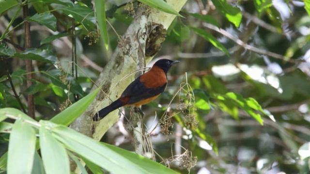 This is the first and only poisonous bird (hooded pitohui) that has ever been discovered смотреть онлайн
