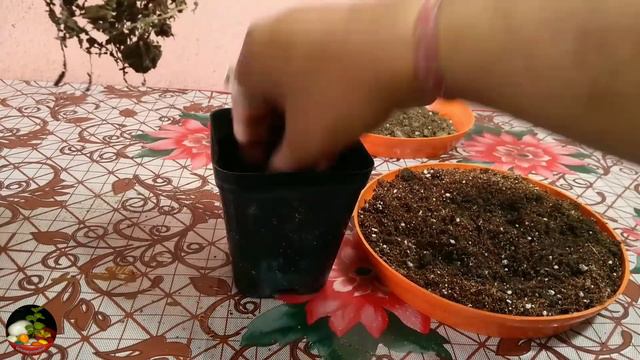 Join Two Adenium Seedling Update || Repotting Of Twins/ Grafted Adenium смотреть онлайн