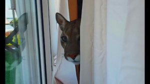 Пума Месси и его первое знакомство