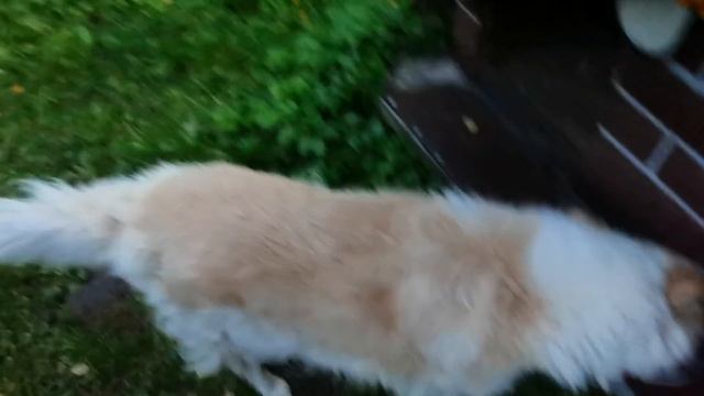 Двухэтажные апартаменты с пристройкой для рыжего уличного кота. смотреть онлайн