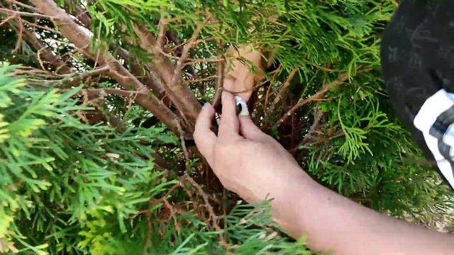 Топиарная стрижка Туи. Техника конус. смотреть онлайн