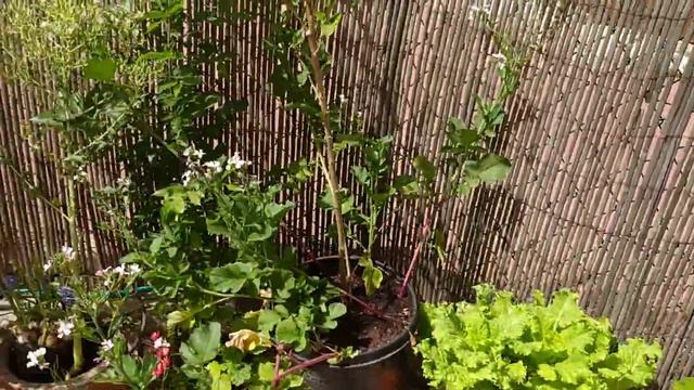 ЗЕМЛИ НЕТ,А ДУША ПРОСИТ ,РУКИ ЧЕШУТСЯ...МОИ РАСТИШКИ смотреть онлайн